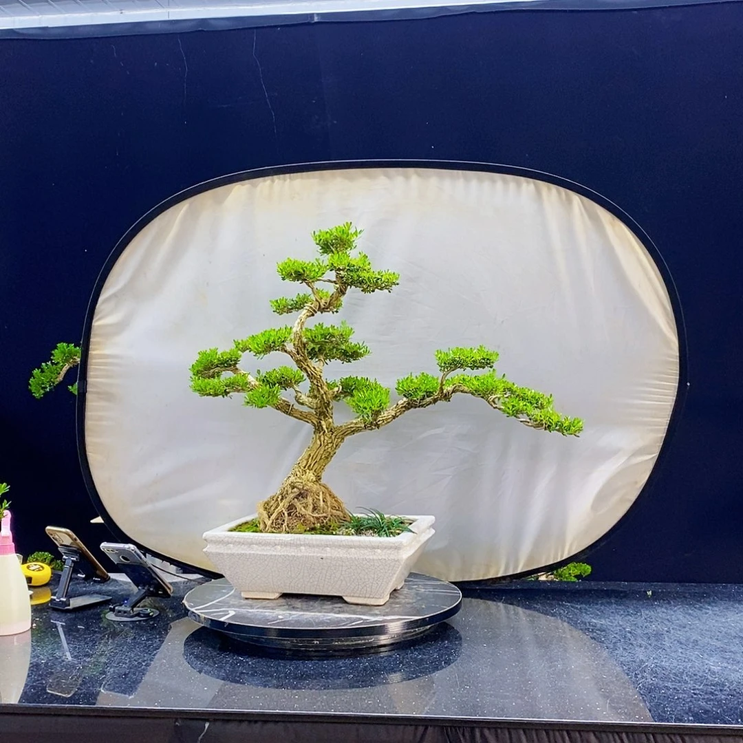 无花朵黄杨盆景造型