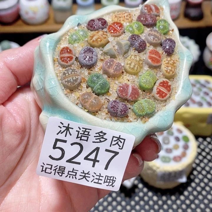 带盆土植物 一物一拍5247