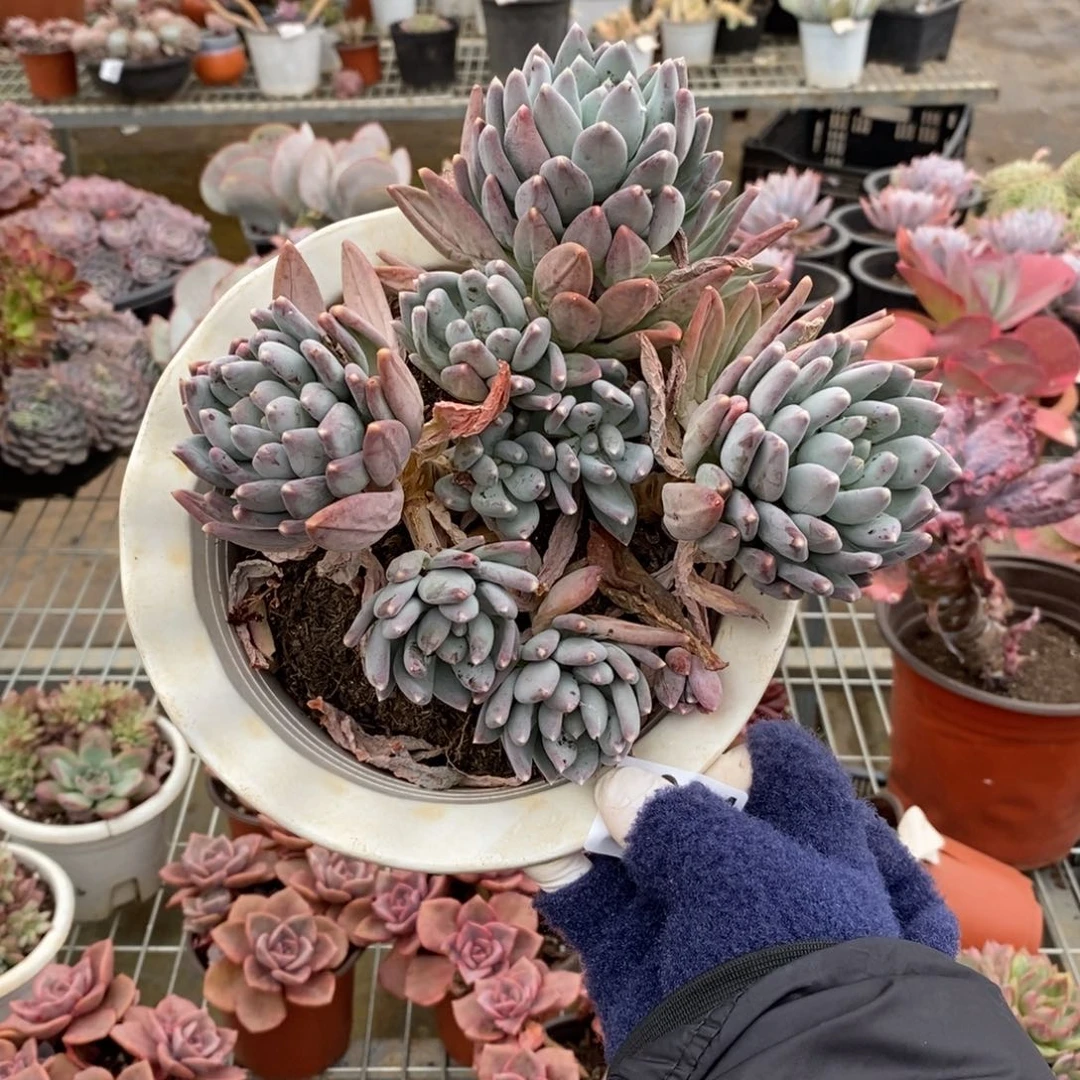 关***关4884不知名一物一拍