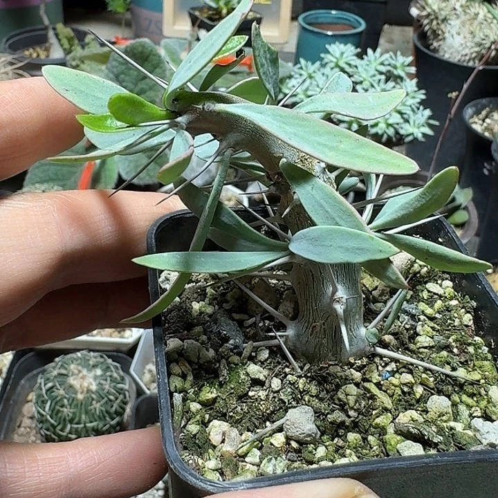 829阿修罗城带盆发货