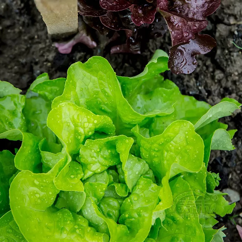 【全店五包包邮】奶油生菜种子