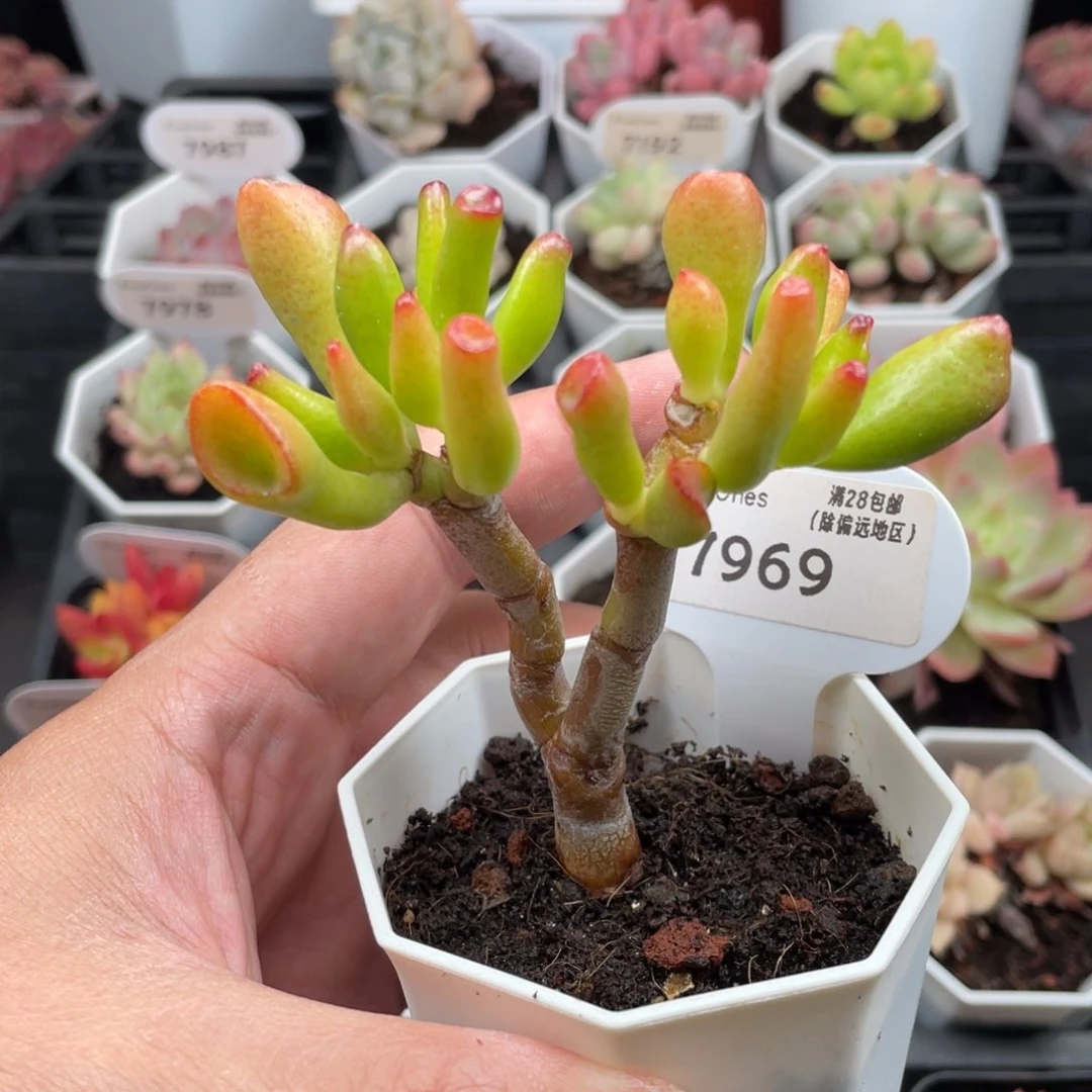 吸财树7969-7.5厘米