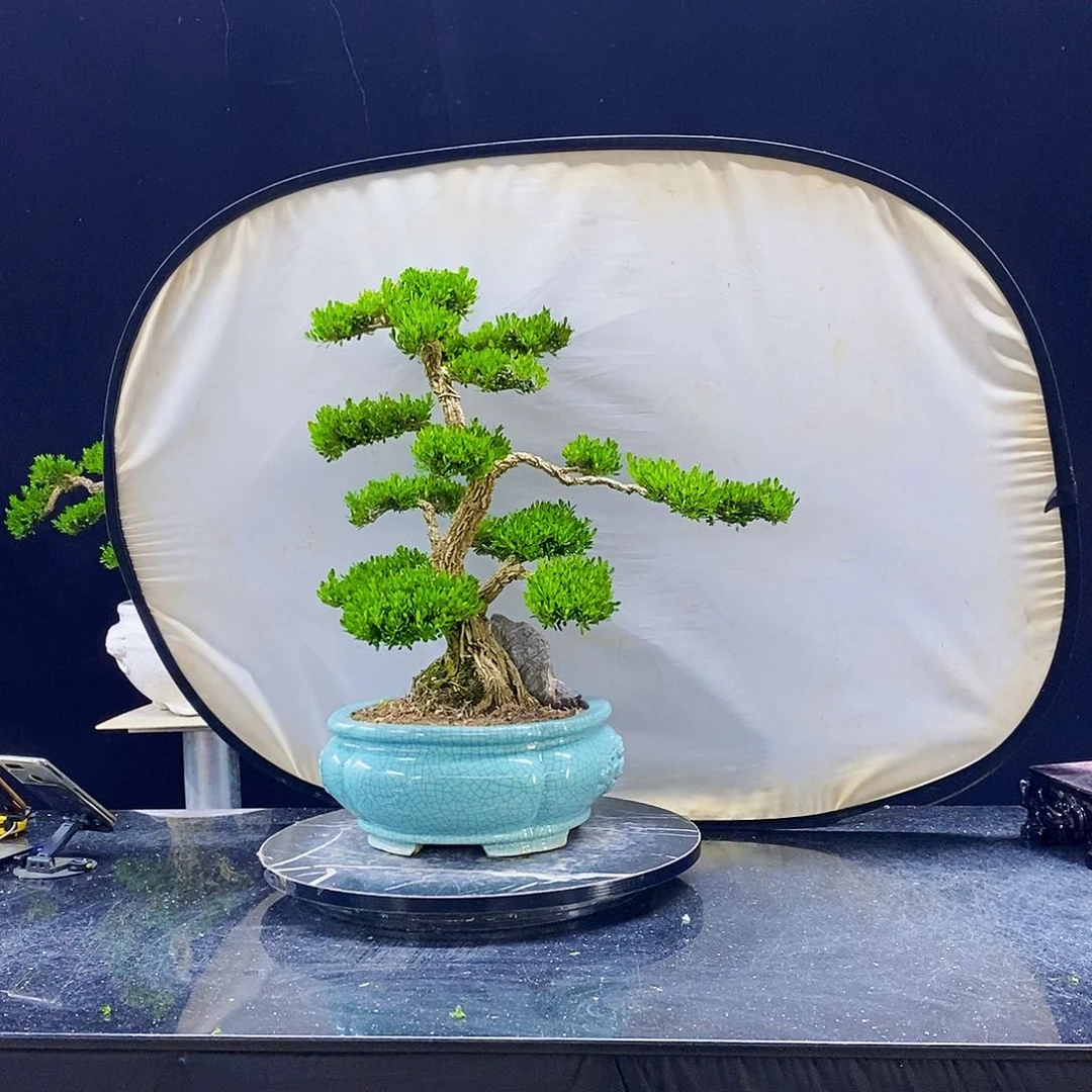 无花朵黄杨盆景造型