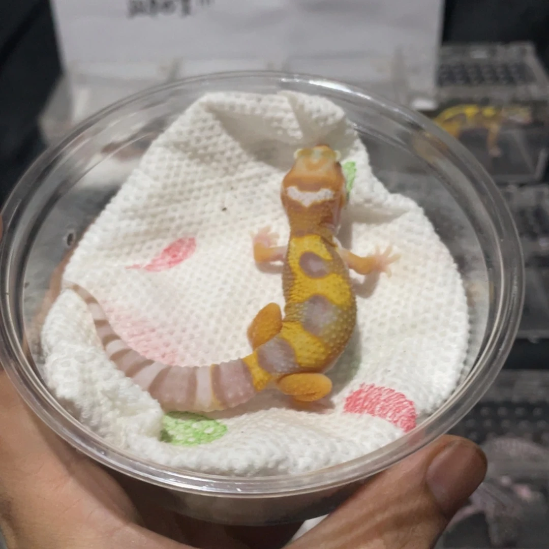 豹纹守宫暴龙1111
