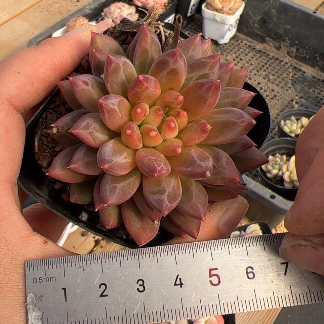 582 多肉植物组合盆栽