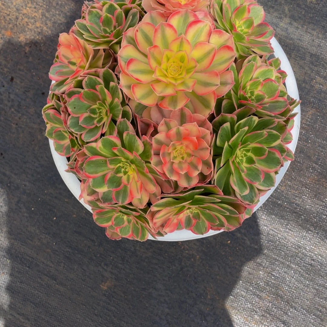 【通用】万圣节系列群生多肉植物万老桩大手捧精品多肉