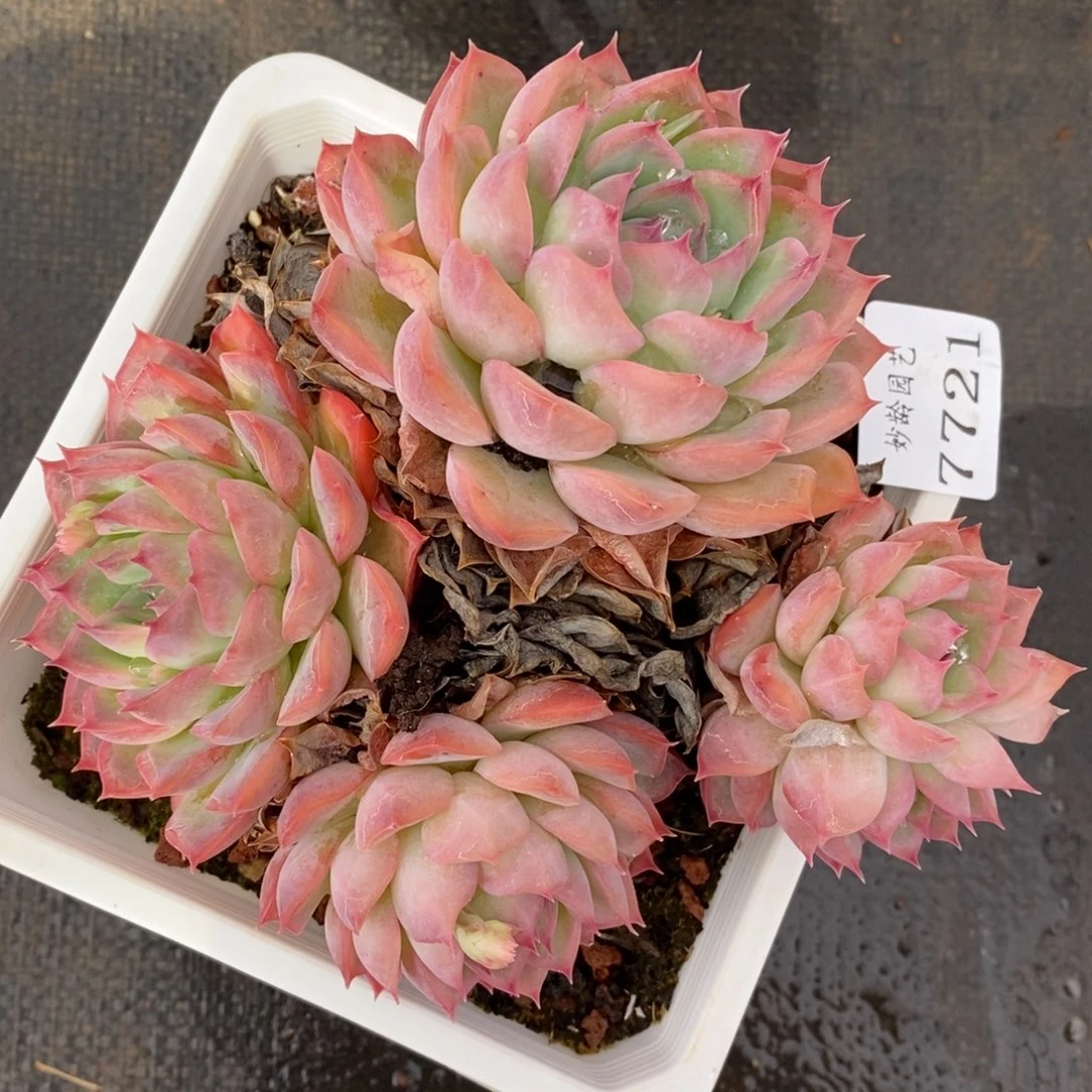 7721杂交多肉老桩