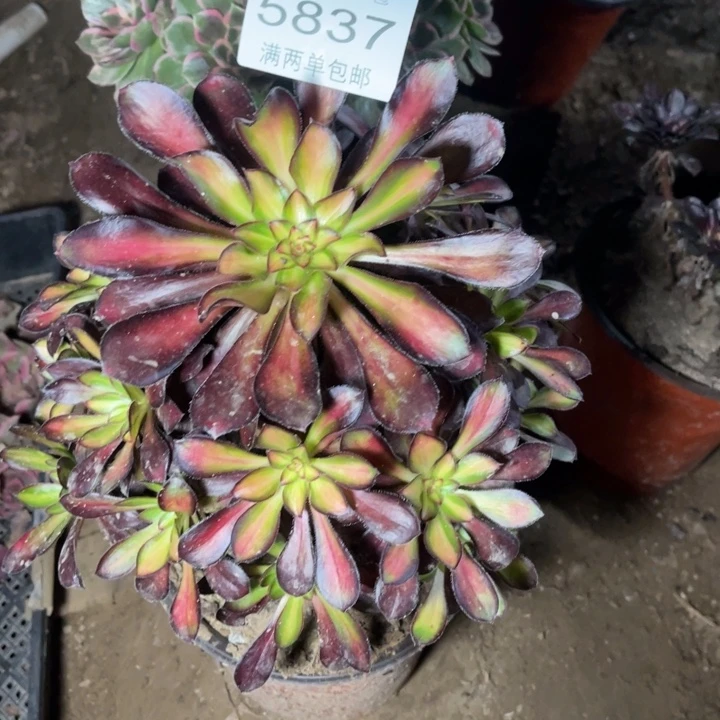 5837魅力的人多肉的