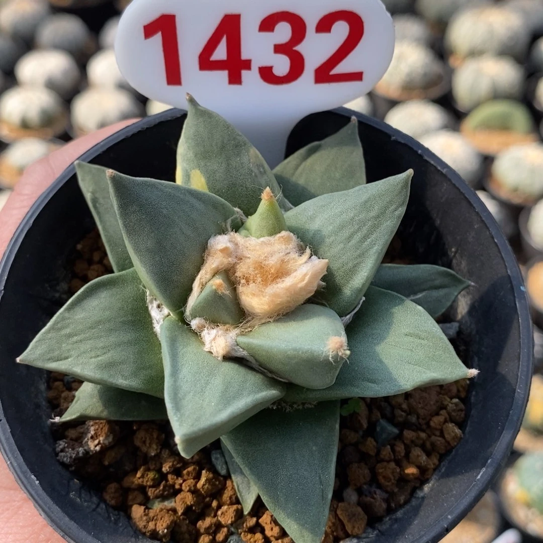 1432龙牙牡丹系列