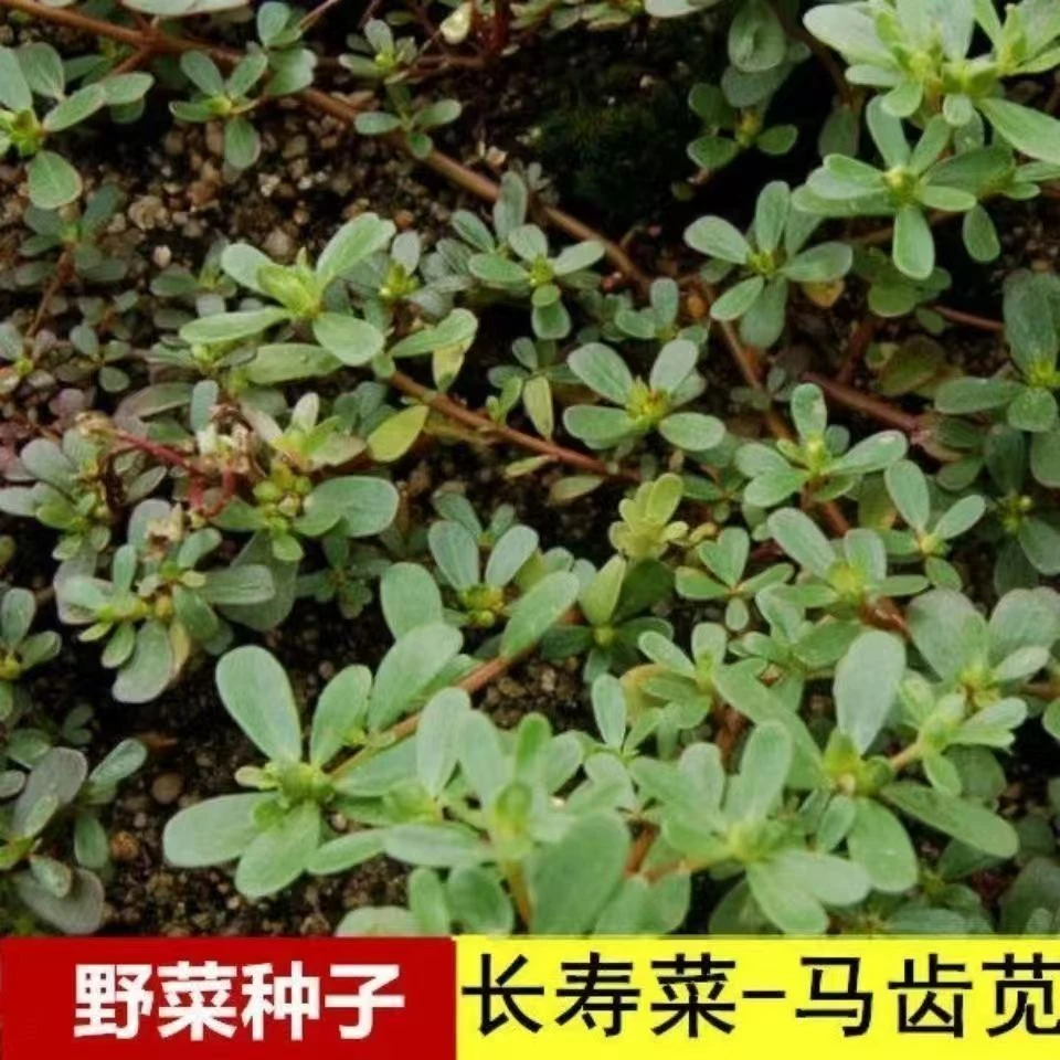 【全店满5元包邮】马齿苋种子农家阳台盆栽食用春秋野菜种籽