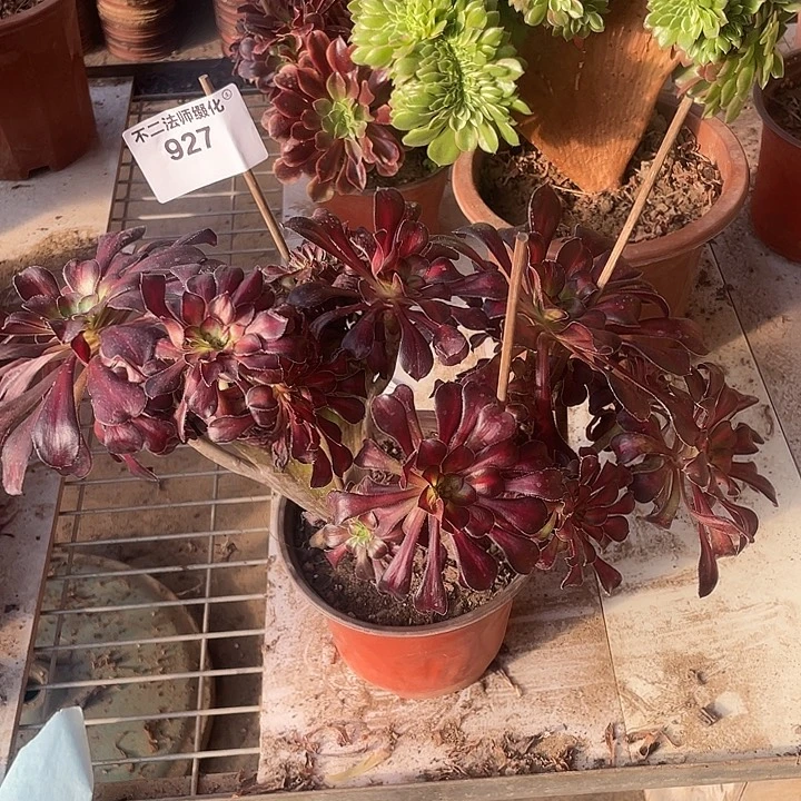 927，多肉法师晚霞缀朵朵包邮