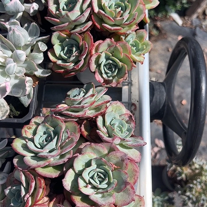 奶油黄桃多肉植物