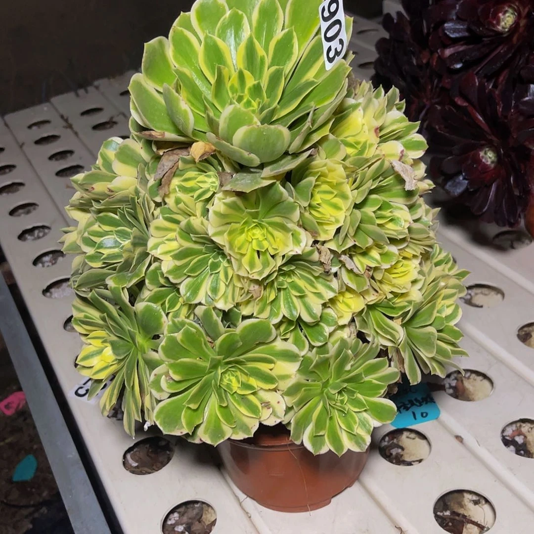 法师法师7-46包邮法师