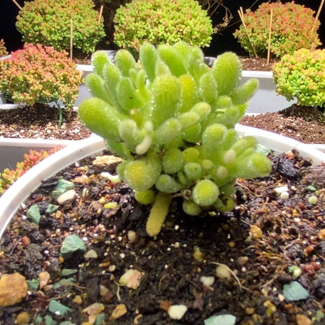 .*冰晶小可爱奶油色