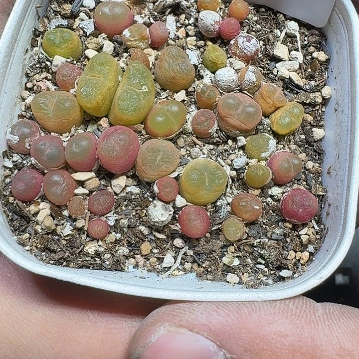 314 多肉植物多肉植物