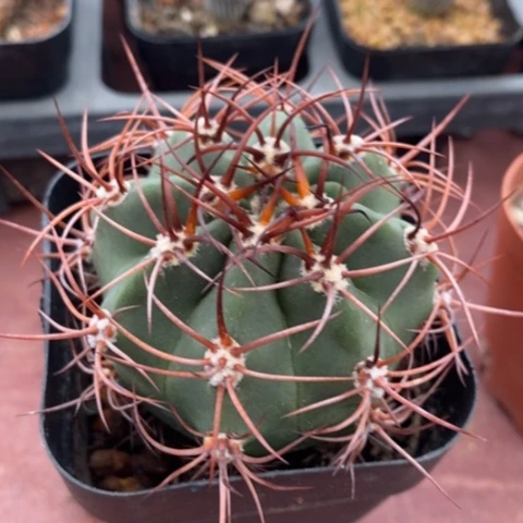 火焰龙单5仙人球