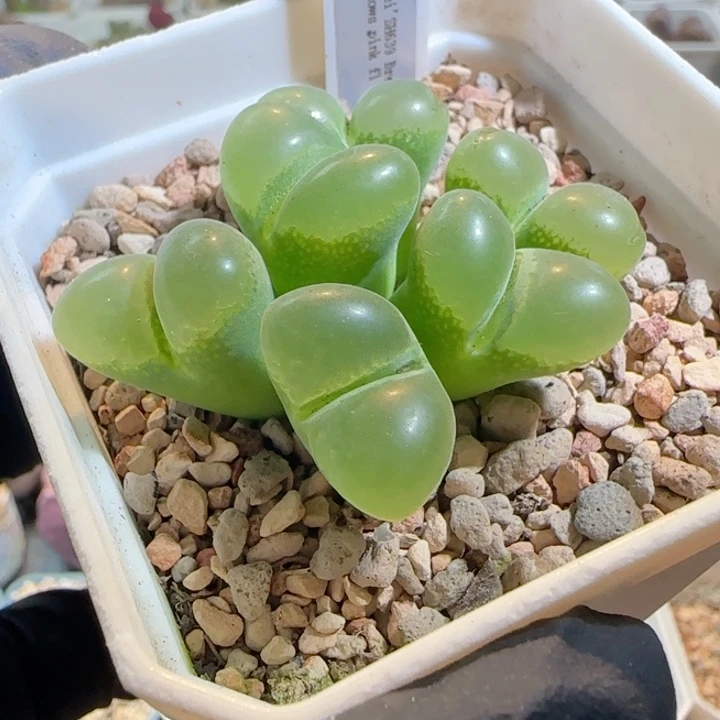 多肉植物10.14.风铃9号