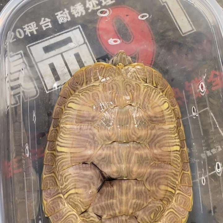 巴西彩龟母6666666