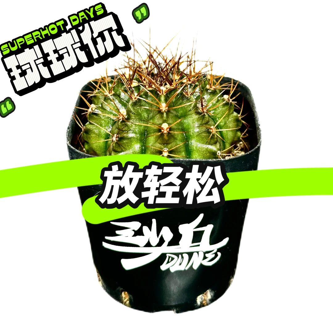 【沙丘DUNE】“球球你放轻松”桌面盆栽沙生植物成品福利随机发货