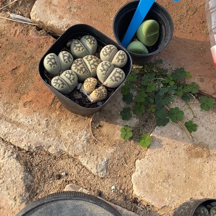 是***呀生石花等植物的价盘加钱974