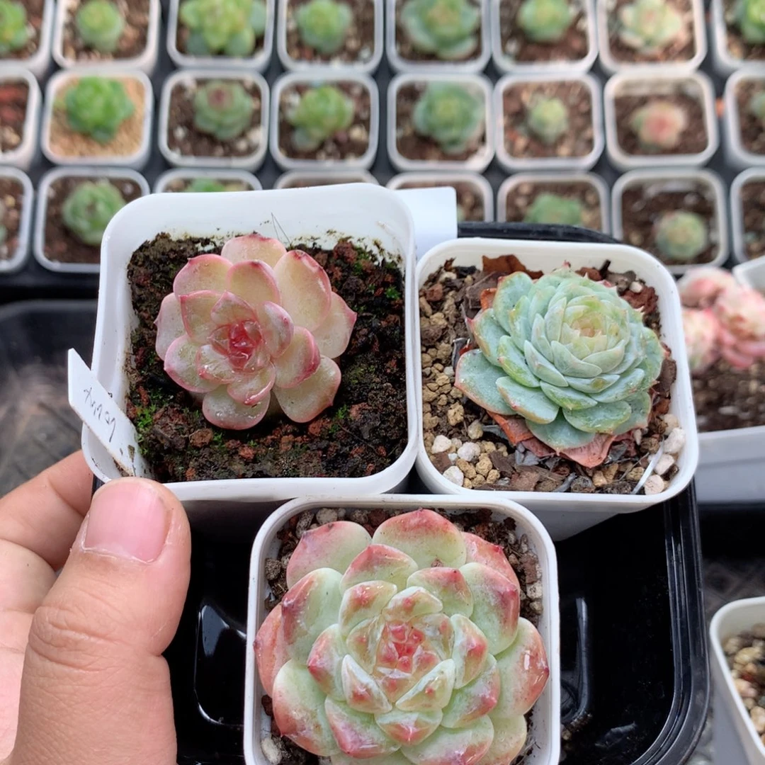 无花朵R88英语英语