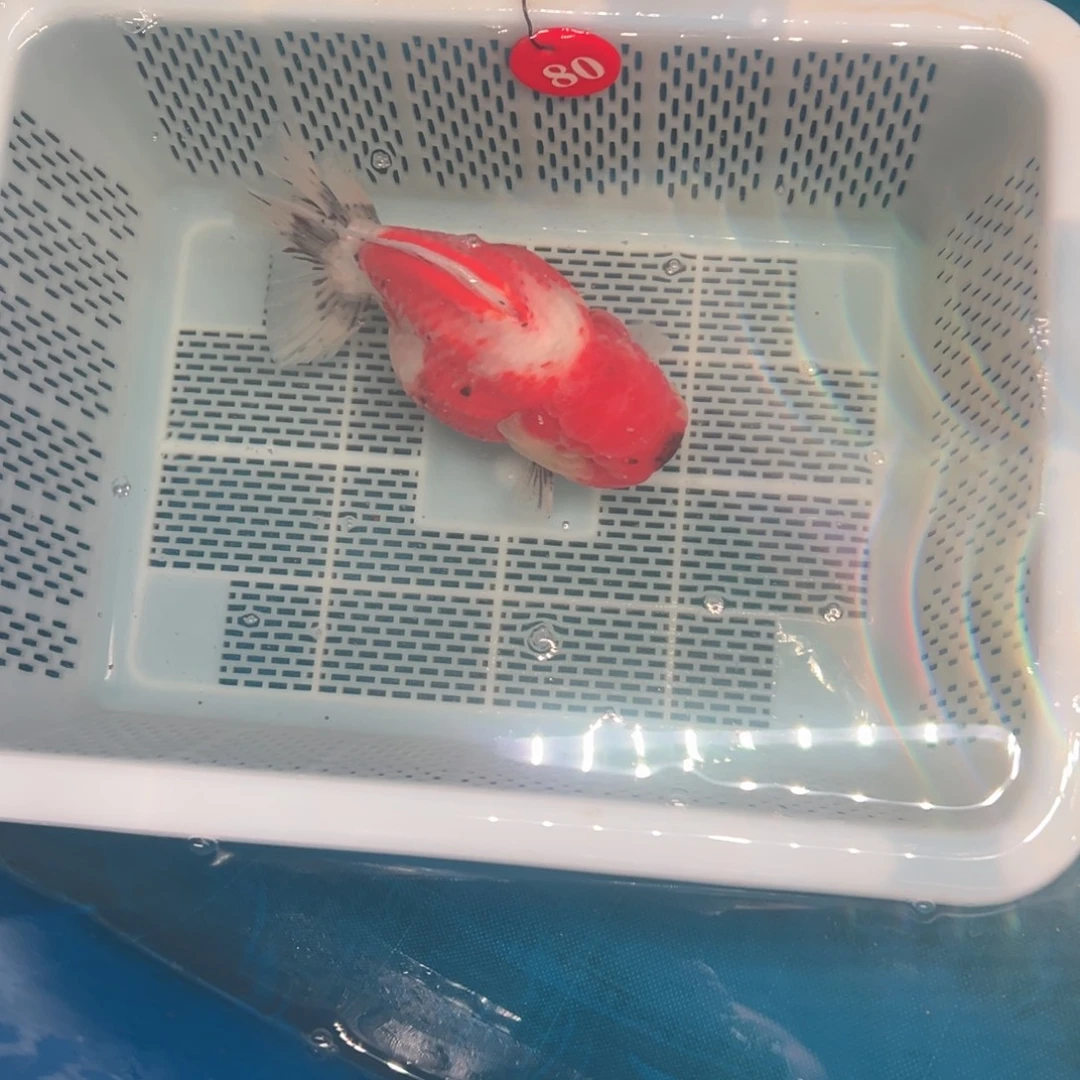 云***里海水鱼你好意思的不说话是什么