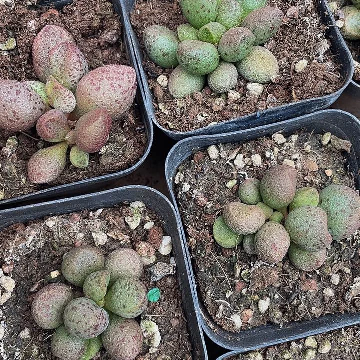 玛丽安水泡2.8带盆