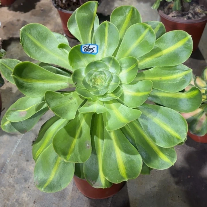 一物一拍多肉君美丽865