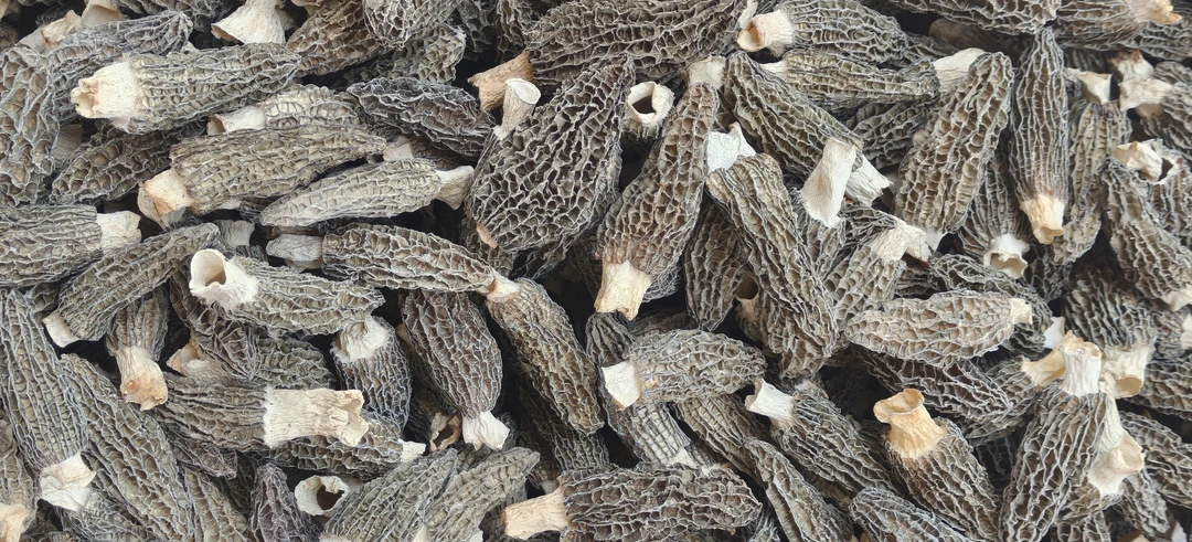 巴山头茬新货肉厚密纹羊肚菌精选干货可炒菜煲汤 0添加支持试吃