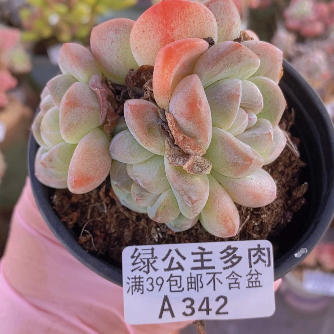 石化冰玉7cm342多肉酱