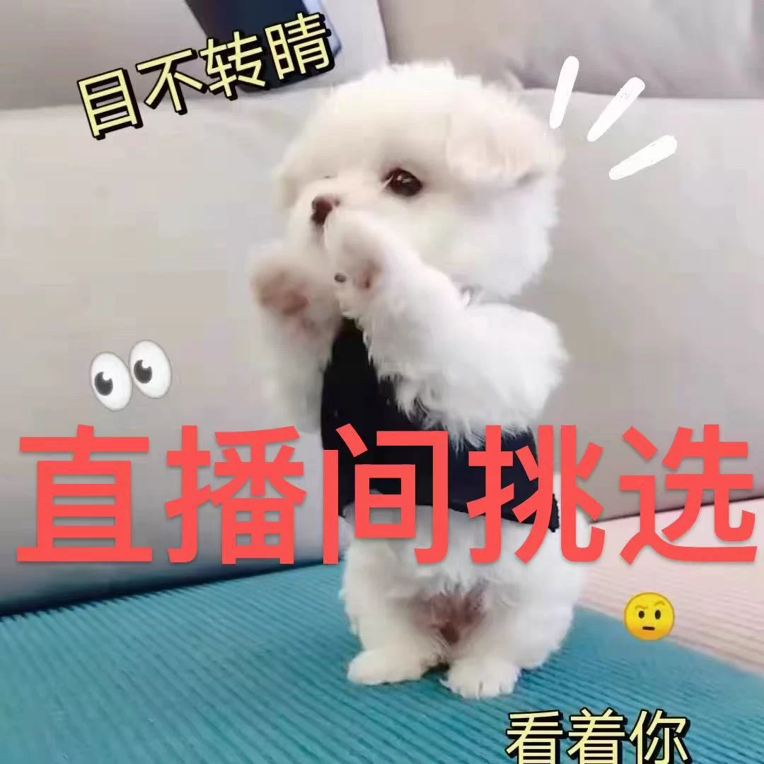 狗狗活体串串狗狗泰迪比熊马尔济斯约克夏博美马尔泰泰迪熊等混血