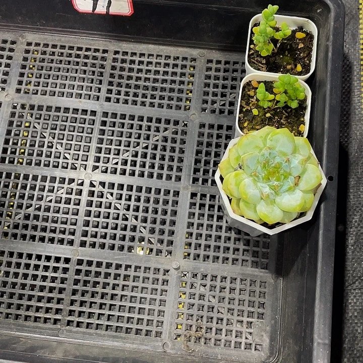 心***动77号筐带盆土发货