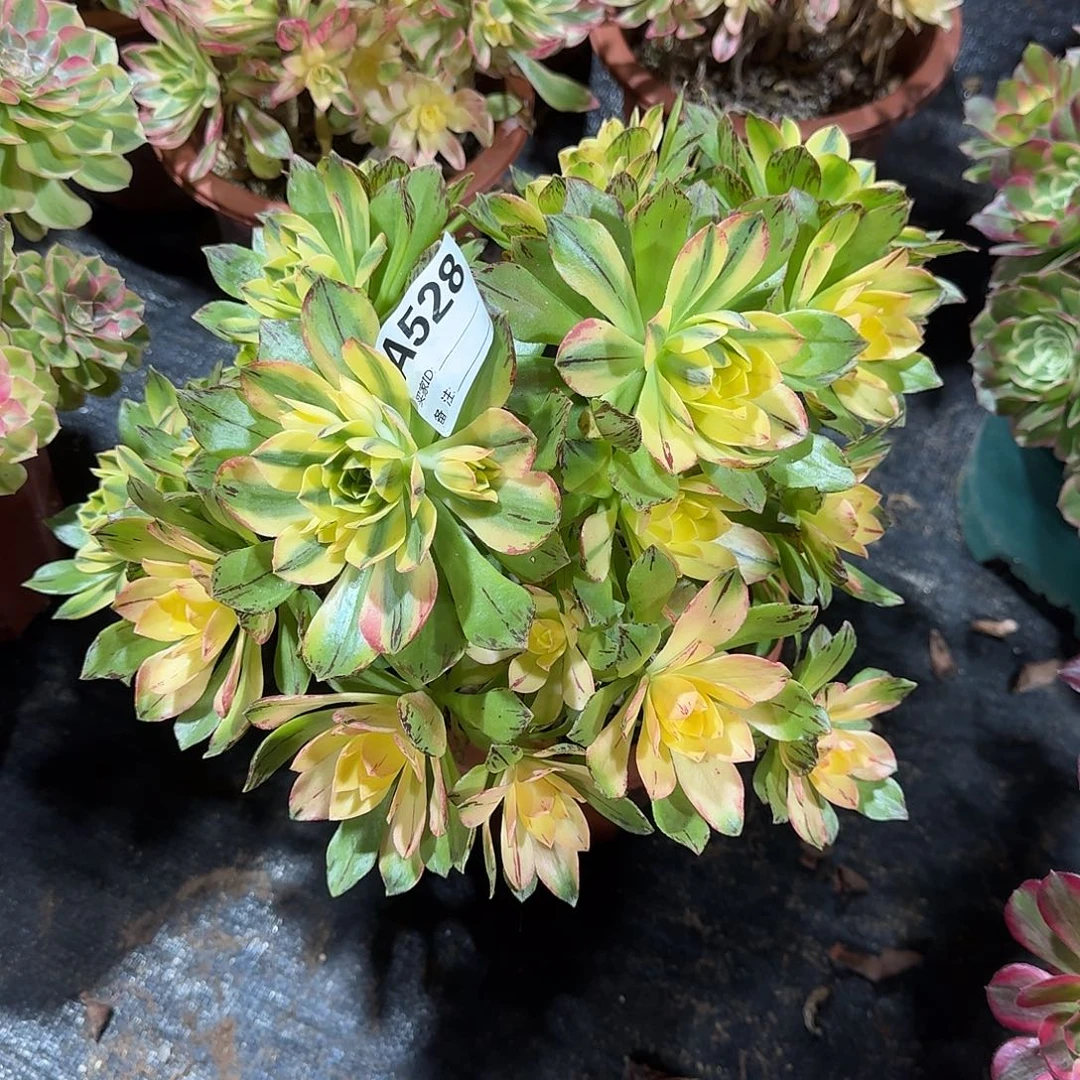 荷花多肉法师a528