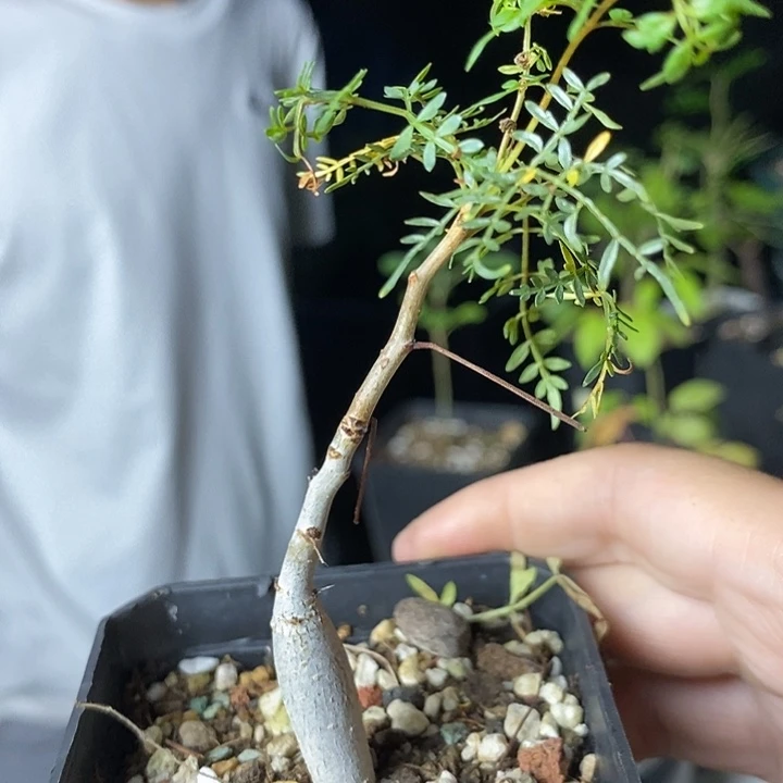 皮皮虾橄榄多肉植物