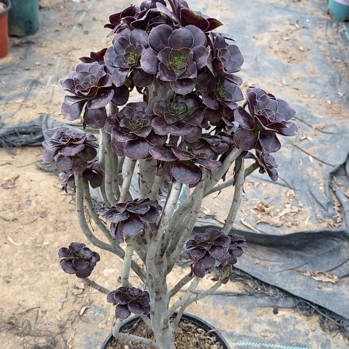 圆叶51多肉植物法师法师法师