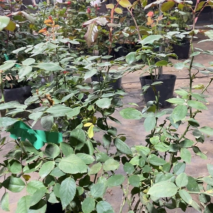 少量花朵（建议范围：2朵-5朵 或40%以下）8珍妮莫罗