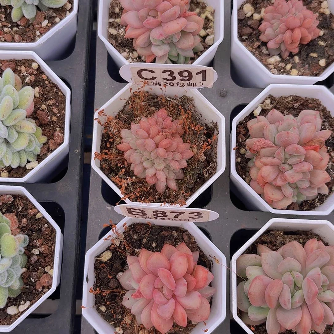 筱*C391爱丽儿一物一拍