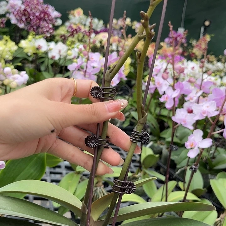 大部分花苞少量开放特拉苗