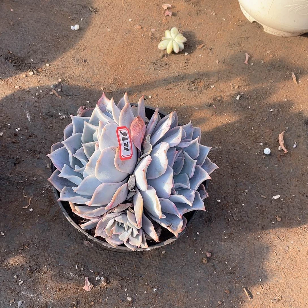 1296露西娜一物一拍多肉