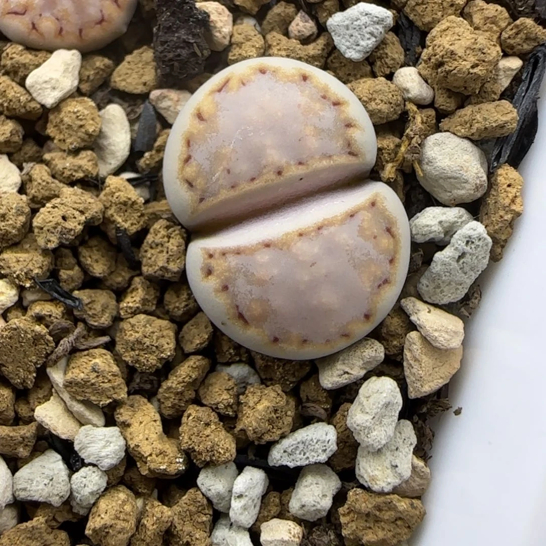 39饼干清框福利30包邮