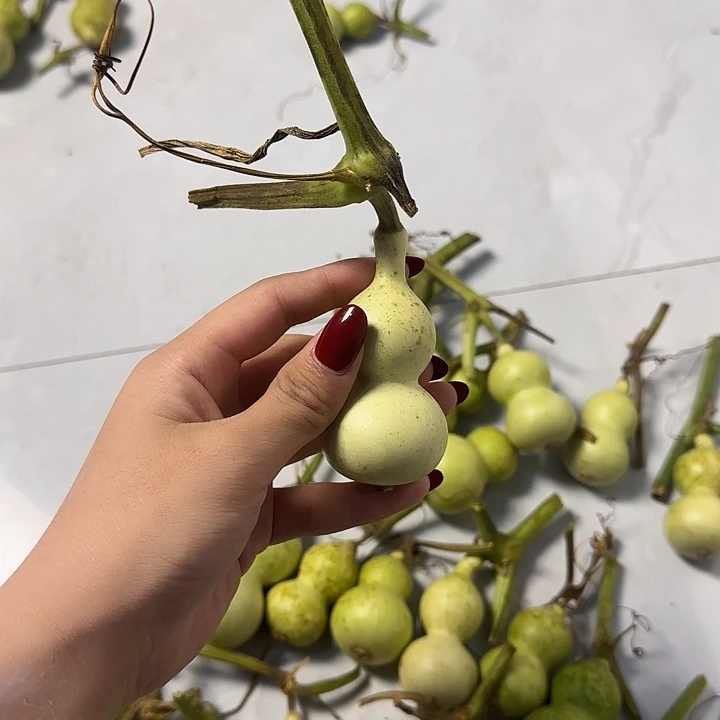 微***✧大叶紫檀（黑酸枝木类）