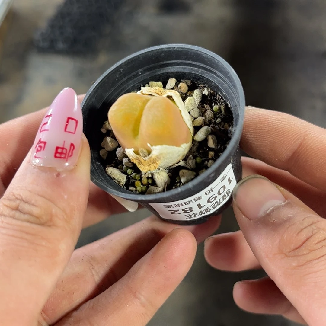 乐***多109182一物一拍单头