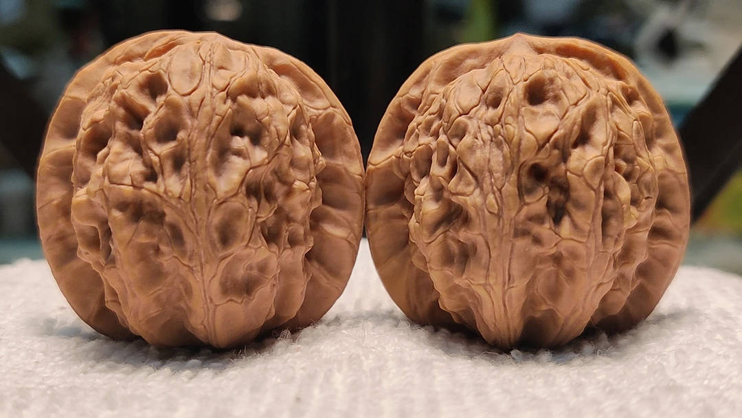 （XH165）蓟县牛筋红~芭蕉扇狮子头