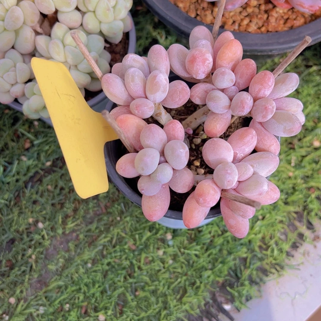 香玉的故事是一个人的故事吗我