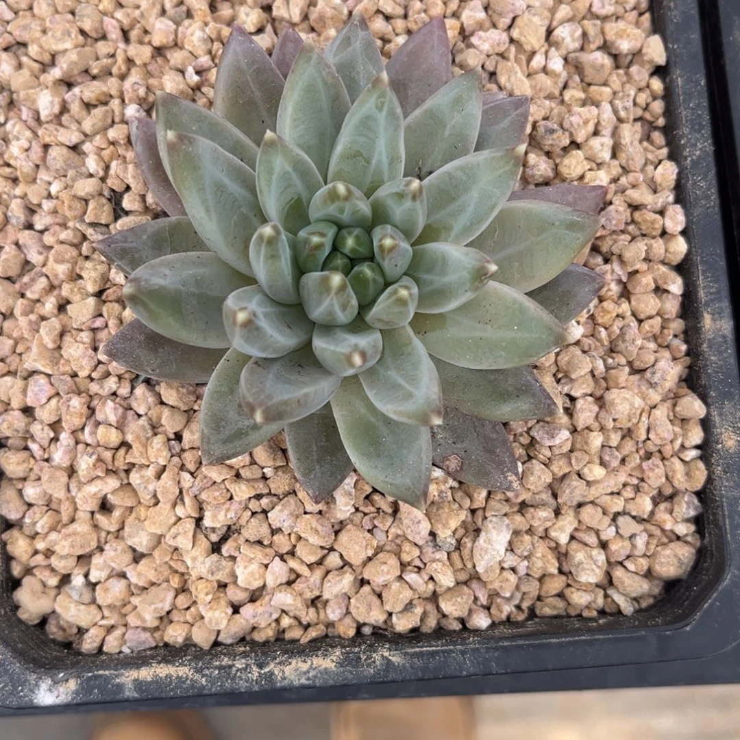 多肉植物杂交美人