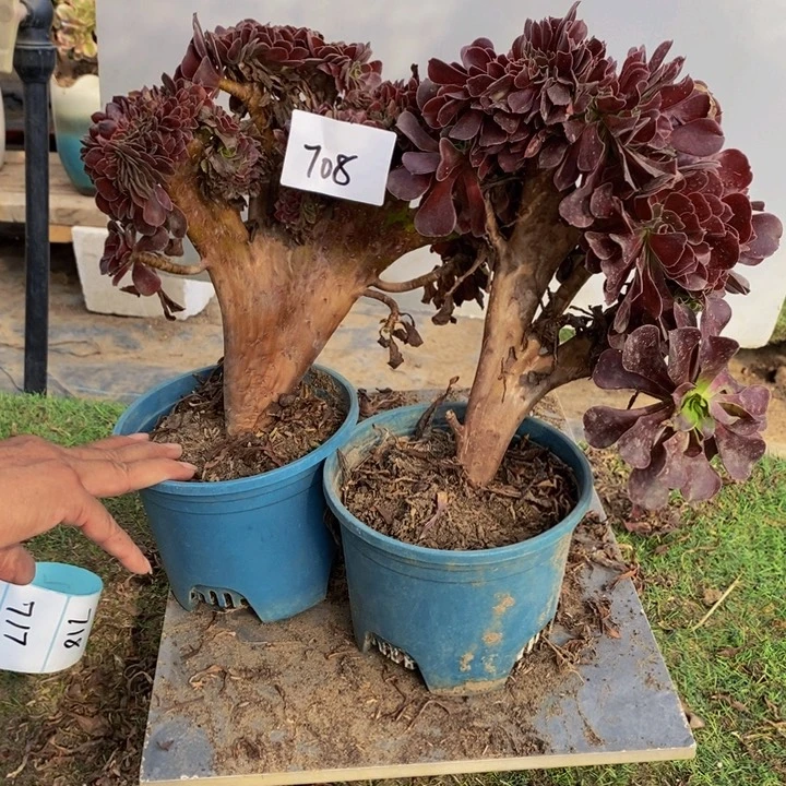 完全开放708号欧紫缀化2颗多肉