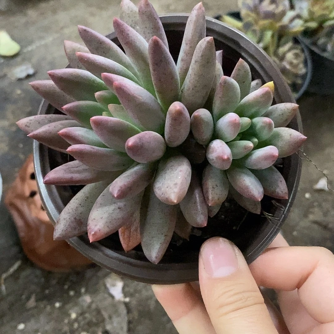 红蜻蜓双头起发整桩