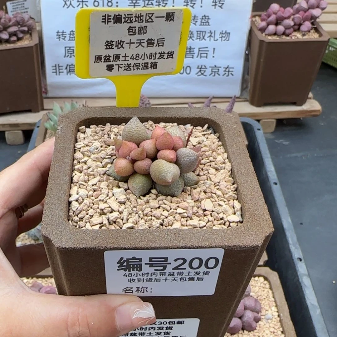 200小辣椒多肉植物