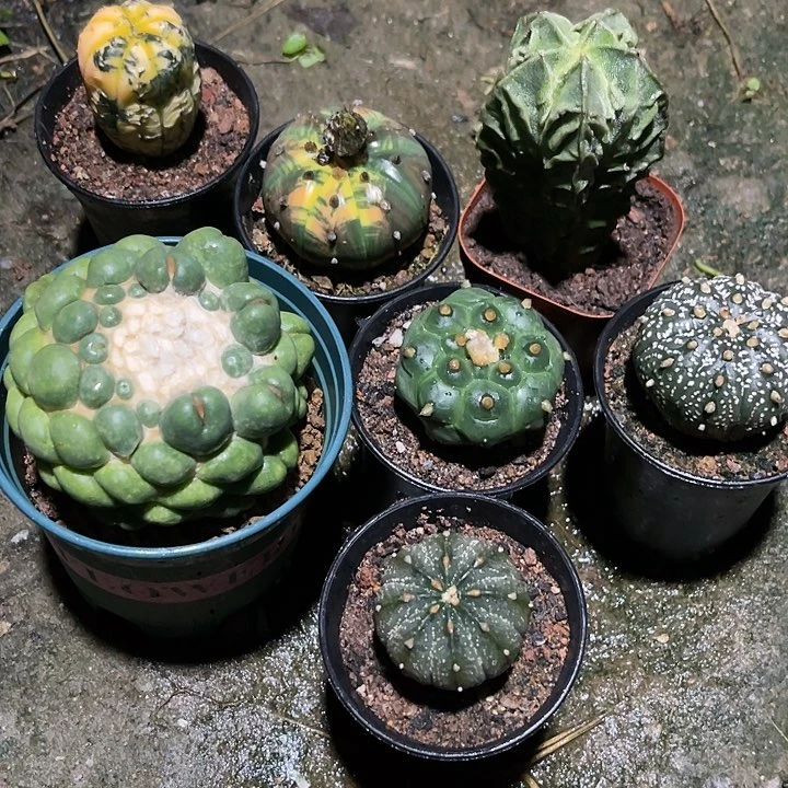 仙人球好好看好漂亮220