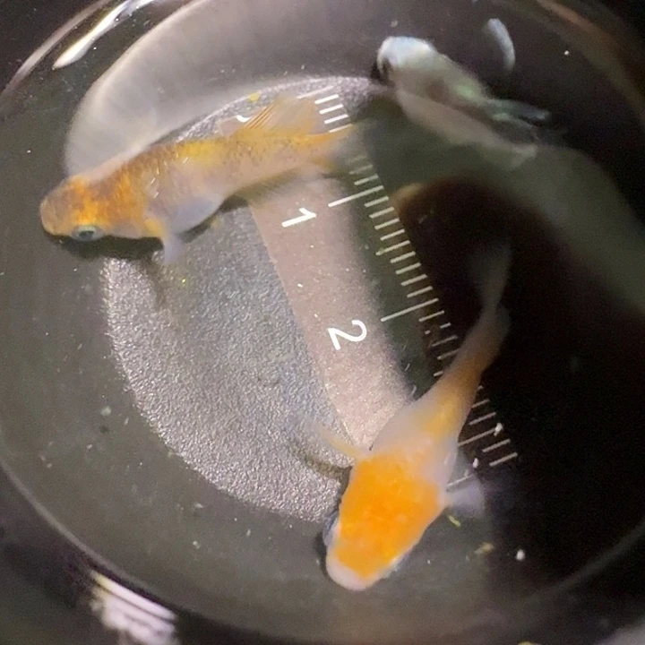 青鳉鱼一物一拍612